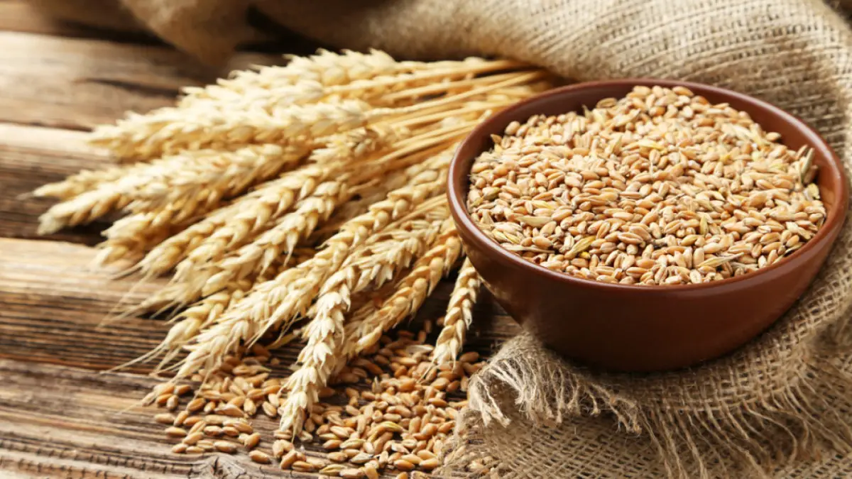 Pradhan Mantri Garib Kalyan Yojana, Wheat Procurement, Procurement of Wheat during RMS 2024-25, farmers, Punjab, Haryana, Madhya Pradesh, Rajasthan, Uttar Pradesh