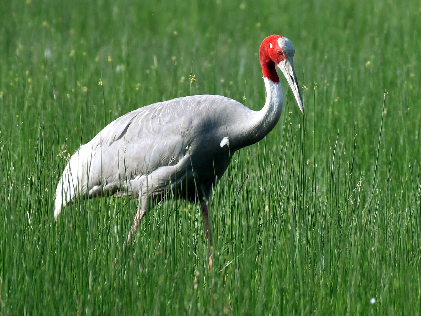 Sarus crane population