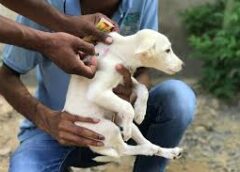 Free Anti-Rabies Vaccination Drive for Dogs on World Veterinary Day in Bareilly