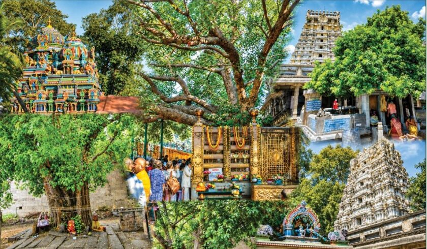 Temple Trees, Sthala Vriksha, Sacred Groves, Hindu Temples, Indian Heritage, Temple Ecology, Sacred Trees, Temple Traditions, Ancient Worship, Cultural Heritage, Temple Architecture, Spiritual Ecology, Bilva Tree, Banyan Tree, Peepal Tree, Neem Tree, Kadamba Forest, Chidambaram, Madurai Temples, Kanchipuram Temples, Srirangam, Devotional Practices, Temple Rituals, Nature Worship, Environmental Conservation, Religious Traditions, Indian Culture, Temple History, Sacred Landscapes, Temple Gardens, Biodiversity, Traditional Knowledge, Puranas, Itihasas, Temple Festivals, Heritage Conservation, Vedic Traditions, Temple Water Tanks, Cultural Ecology, Spiritual Practices, Devotional Music, Temple Art, Ancient India, Ecological Wisdom, Tree Worship, Sacred Geography, Siddhanta Knowledge Foundation, Hindu Spirituality, Temple Heritage, Living Traditions.