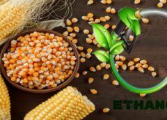 Cabinet approves Maize Procurement Policy; procurement at MSP to be conducted in 25 districts from June 15 to July 31