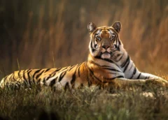 Pilibhit and Dudhwa Tiger Reserves emerge as top tourist attractions