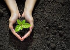 Lucknow University Education Dept Marks Green Drive With Sapling Plantation